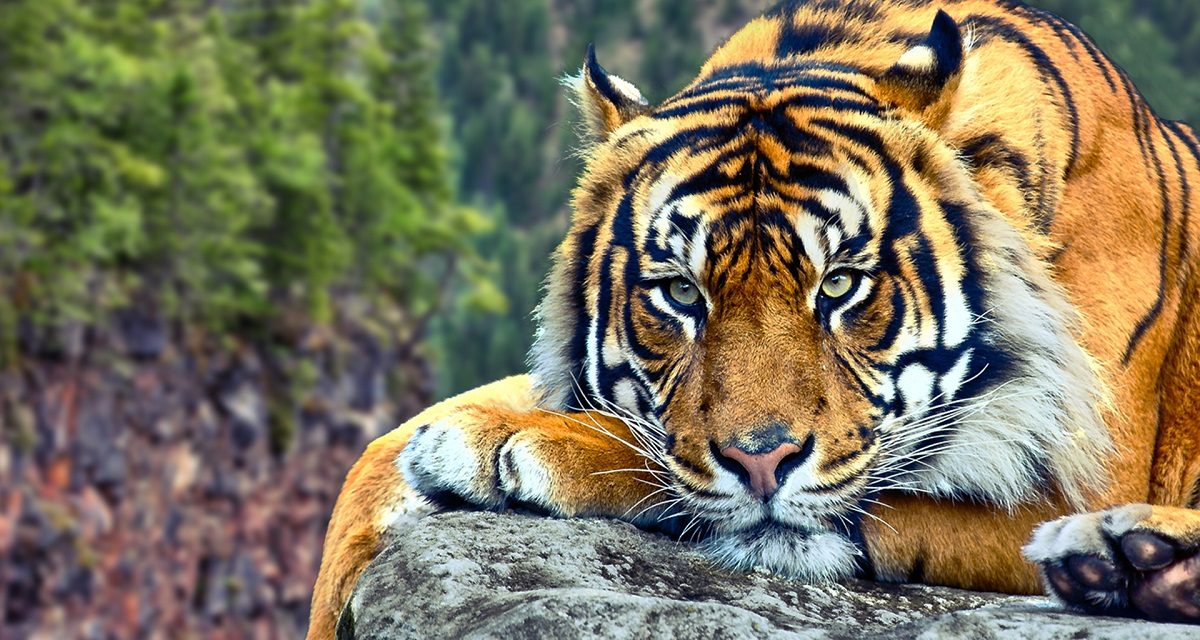 Guía sobre los tigres