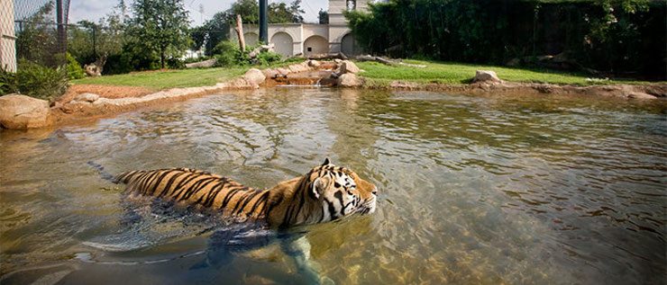 Hábitat artificial para tigres
