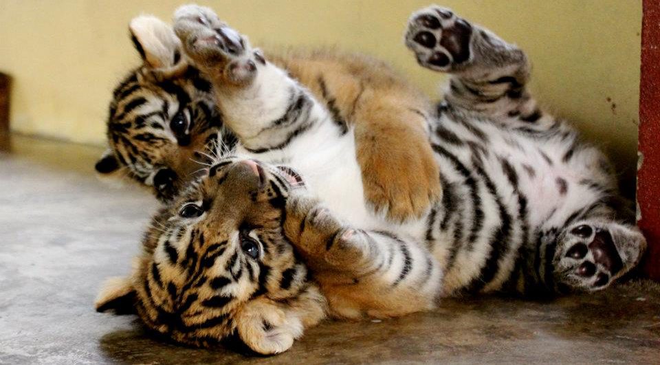 Nacimiento de los cachorros de tigre