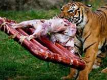 Alimentación característica de los Tigres