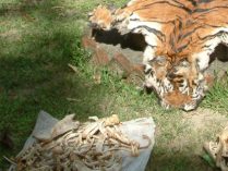 Caza furtiva de tigres