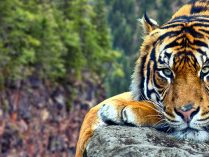 Guía sobre los tigres