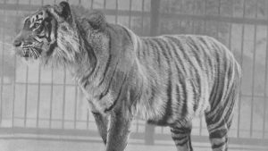 Imagen del tigre de Java