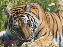 Presas de los tigres y alimentación