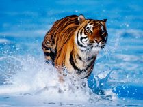 Tigres en el água