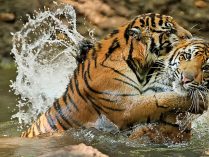 Tigres luchando