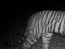 Tigres nocturnos
